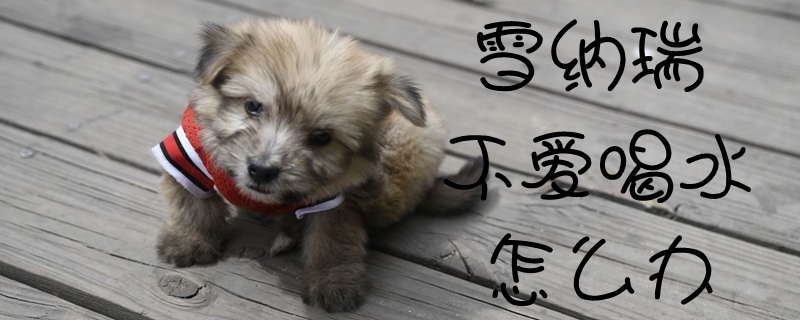 雪纳瑞不喜欢喝水如何解决