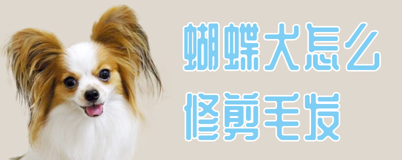 蝴蝶犬如何修剪毛发