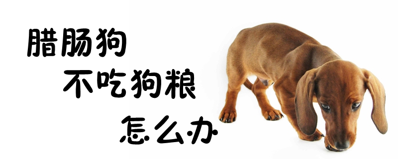 腊肠狗不吃狗粮如何解决
