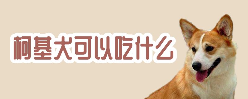 柯基犬可以吃那些