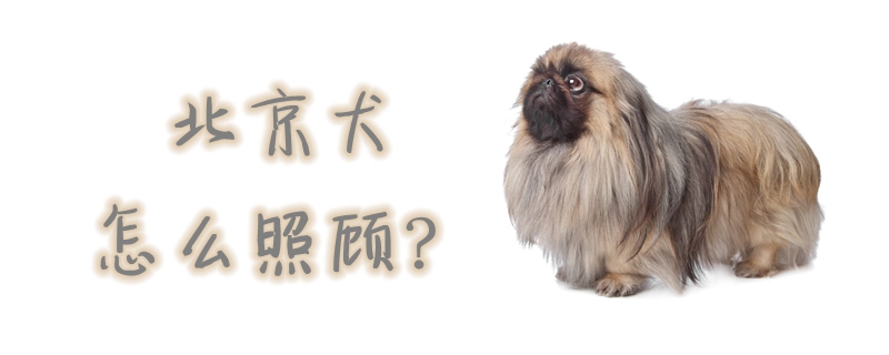 北京犬如何照顾