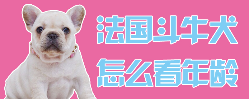 法国斗牛犬如何看年龄