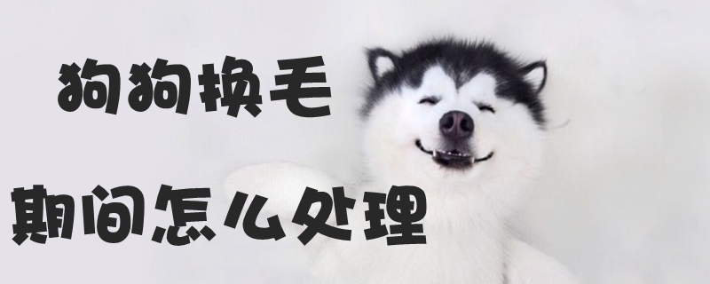 狗狗换毛期间如何处置
