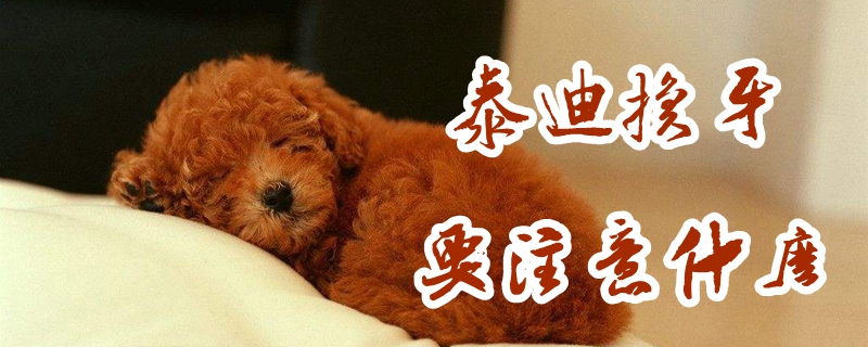泰迪换牙应该注意什么