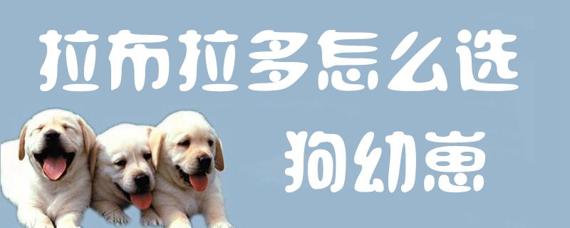 拉布拉多如何选狗幼崽