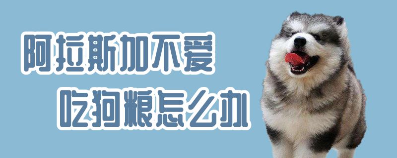 阿拉斯加不喜欢吃狗粮如何解决