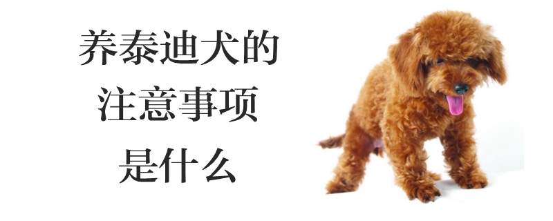 养泰迪犬的需要注意的地方是什么