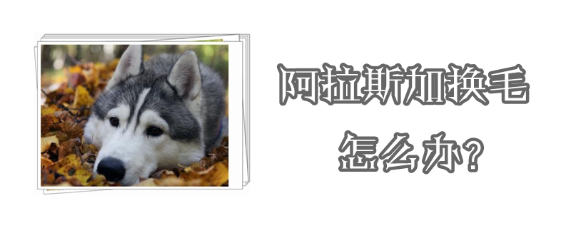 阿拉斯加换毛如何解决