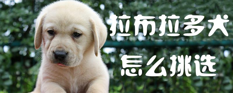 拉布拉多犬怎么挑选1