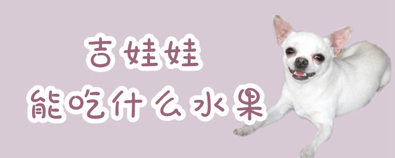 吉娃娃可以吃什么水果