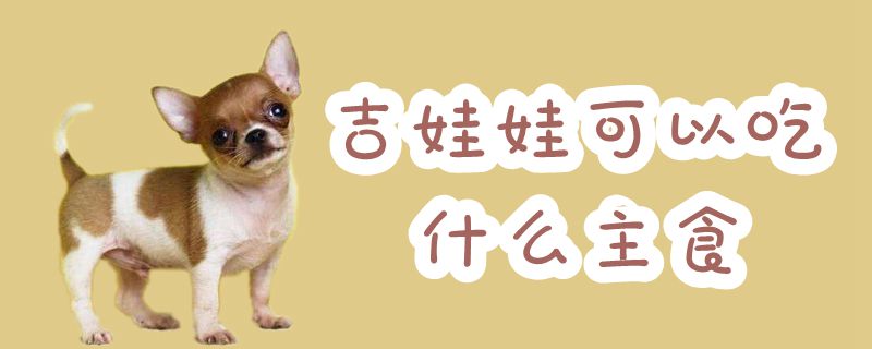 吉娃娃可以吃那些主食