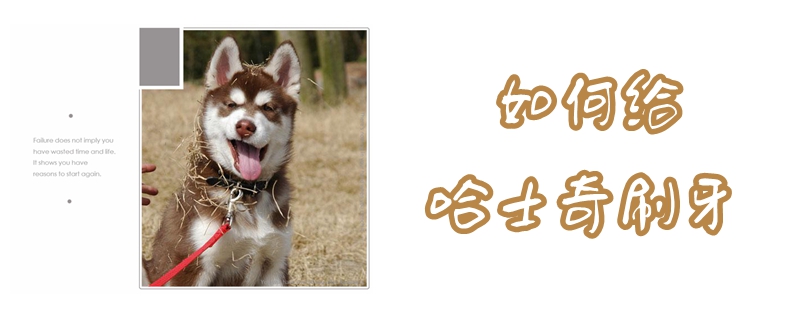 怎么样给哈士奇刷牙