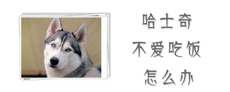 哈士奇不喜欢吃饭如何解决