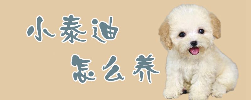 小泰迪如何养