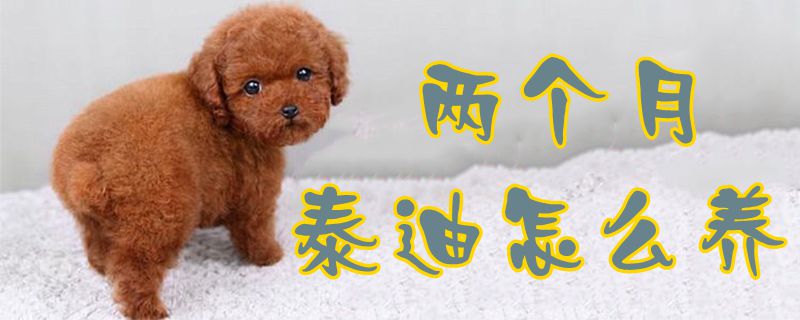 两个月泰迪如何养