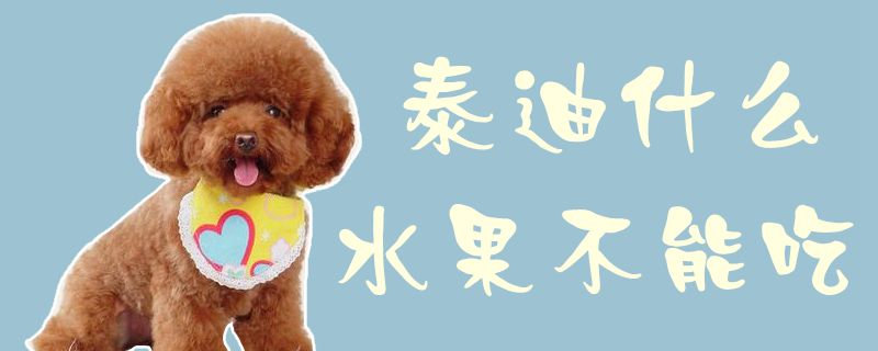 泰迪什么水果不可以吃