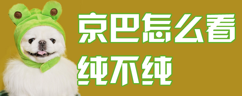 京巴如何看纯不纯