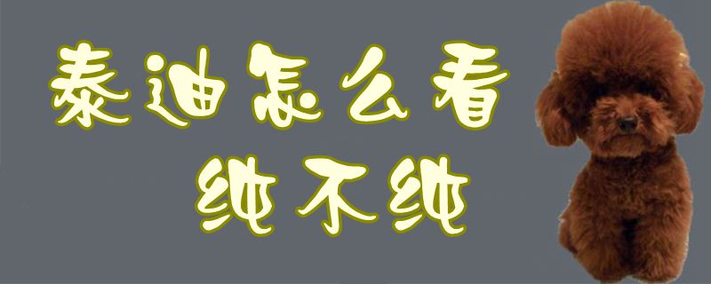 泰迪如何看纯不纯