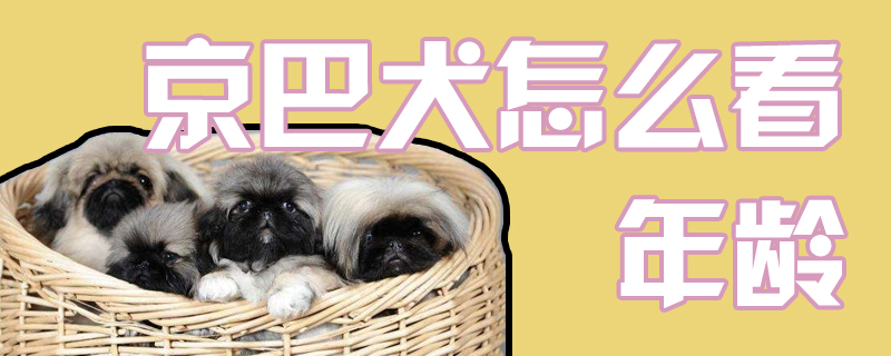 京巴犬如何看年龄