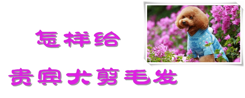 如何给贵宾犬剪毛发