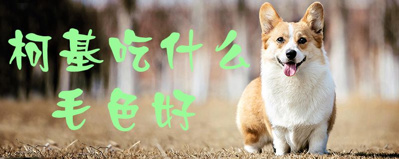 柯基吃什么毛色好-第1张图片 柯基吃什么毛色好-第1张图片