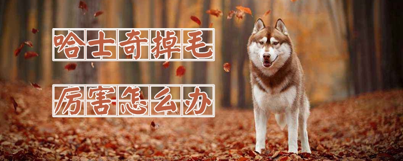哈士奇掉毛厉害如何解决