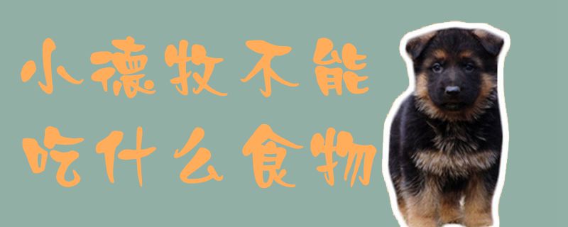 小德牧不可以吃那些食物