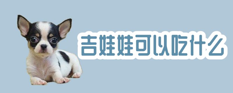 吉娃娃可以吃那些