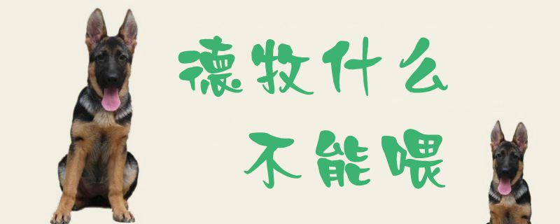 德牧什么不可以喂
