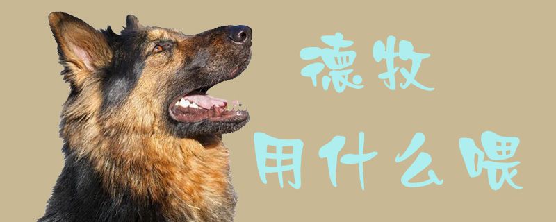 德牧用什么喂