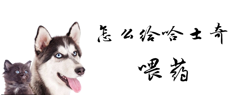 如何给哈士奇喂药