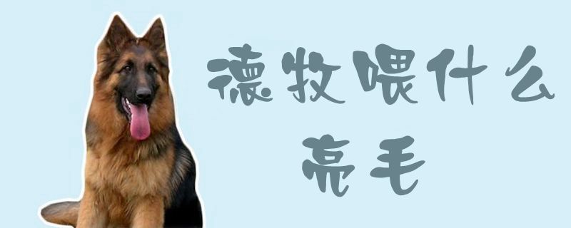 德牧喂什么亮毛