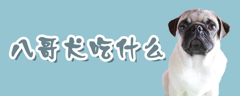 八哥犬吃那些
