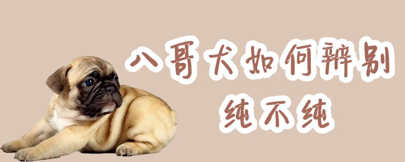 八哥犬怎么样分辨纯不纯