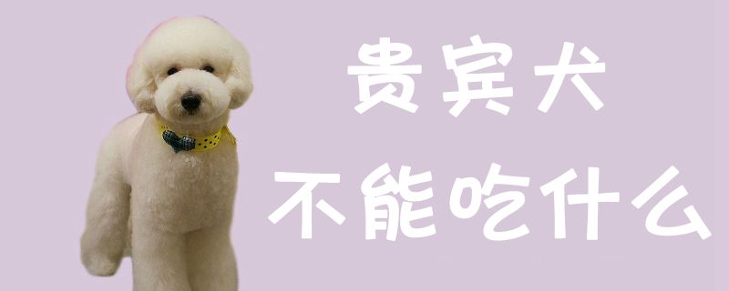 贵宾犬不可以吃那些