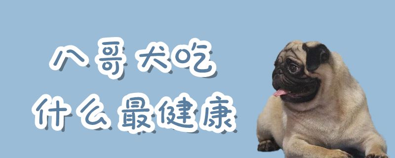八哥犬吃那些最健康