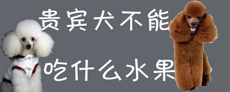贵宾犬不可以吃那些水果