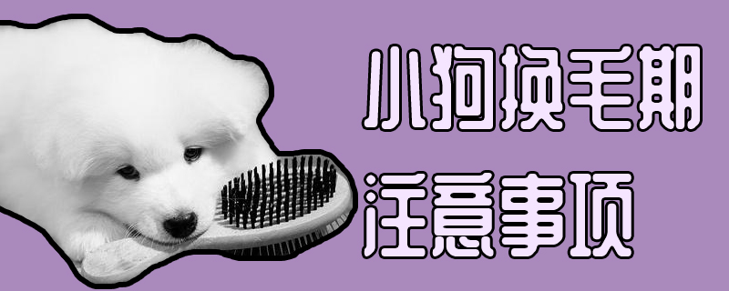 小狗换毛期需要注意的地方