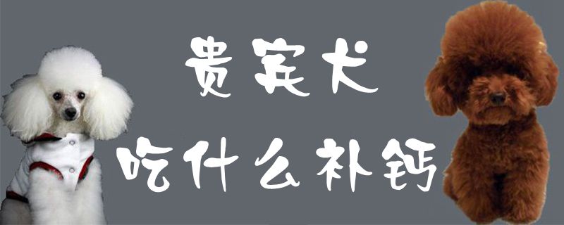 贵宾犬吃那些补钙