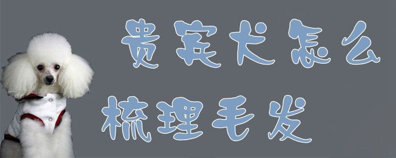 贵宾犬如何梳理毛发