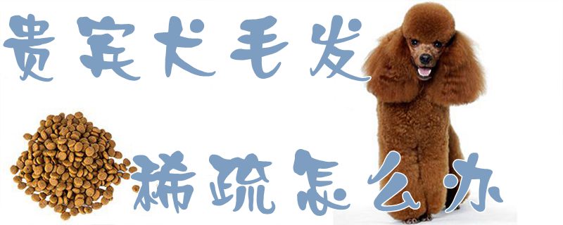 贵宾犬毛发稀疏如何解决