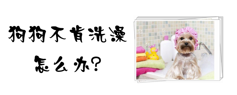 狗狗不愿洗澡如何解决