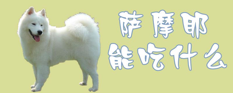 萨摩耶可以吃什么