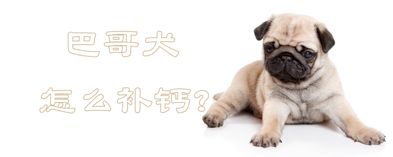 巴哥犬如何补钙