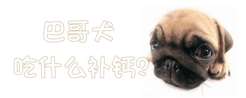 巴哥犬吃那些补钙