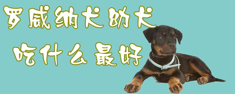 罗威纳犬幼犬吃那些最好