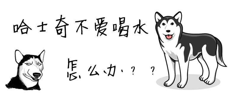 哈士奇不喜欢喝水如何解决