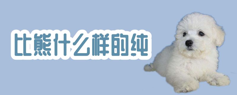 比熊哪种纯