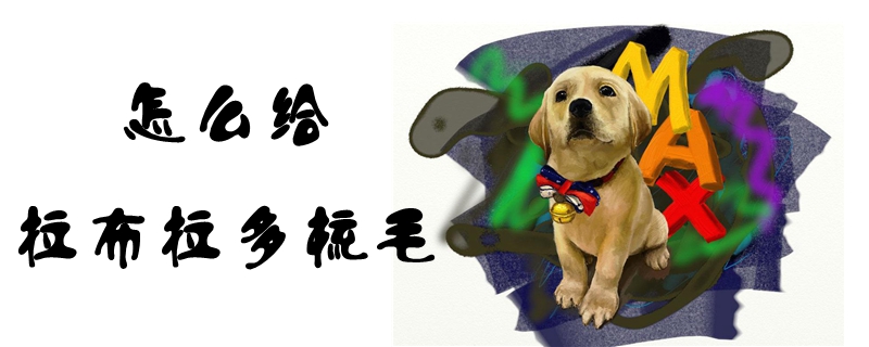 如何给拉布拉多梳毛