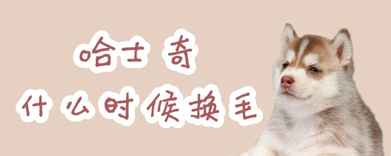 哈士奇什么时间换毛